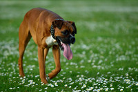 Longford park 5th May 2013-14