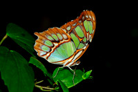 Straford Butterfly Farm and creepy crawlies