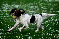 Longford park 5th May 2013-43