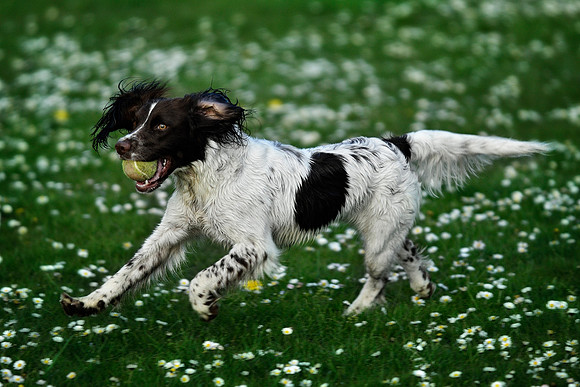Longford park 5th May 2013-43