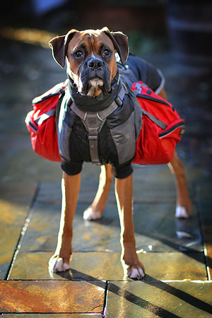 Brewster with his saddlebags End Nov 2012-4