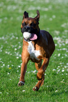 Longford park 5th May 2013-8