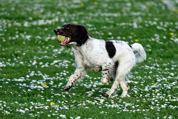 Longford park 5th May 2013-38