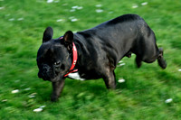 Longford park 5th May 2013-46