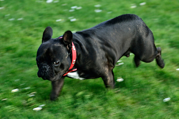 Longford park 5th May 2013-46