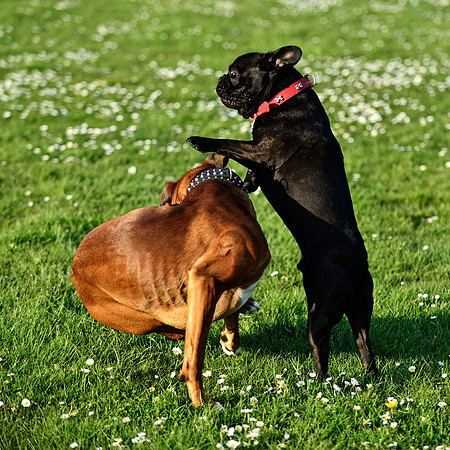 Longford park 5th May 2013-52