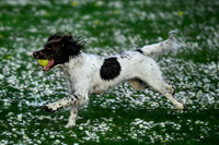 Longford park 5th May 2013-39