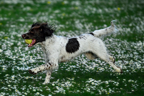 Longford park 5th May 2013-39
