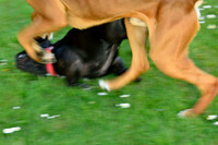 Longford park 5th May 2013-50