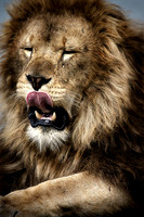 Lion Draganizer c