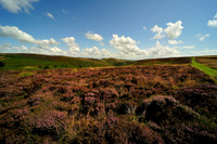 Long Mynd_2009_08_07_75_.jpg