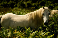 Long Mynd_2009_08_07_28_.jpg