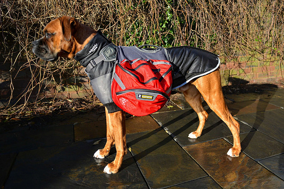Brewster with his saddlebags End Nov 2012-3