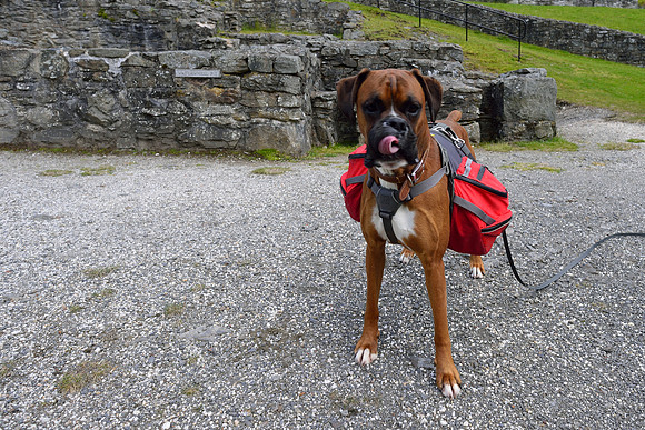 Clywedog reservoir and Hafren Forest Wildcamp June 2014-21