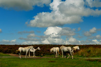 Long Mynd_2009_08_07_34_.jpg
