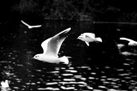 Lichfield_2009_10_31_20_.jpg