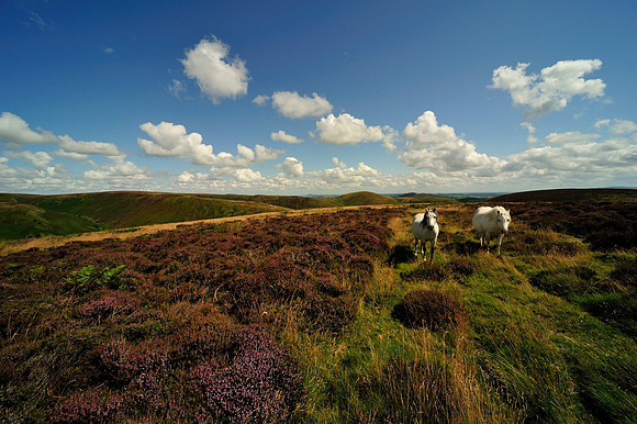 Long Mynd_2009_08_07_78_.jpg