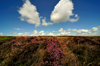 Long Mynd_2009_08_07_68_.jpg