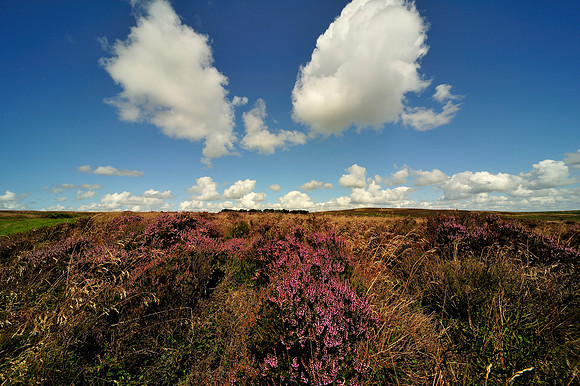 Long Mynd_2009_08_07_68_.jpg