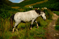 Long Mynd_2009_08_07_26_.jpg