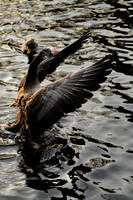 Lichfield_2009_10_31_25_.jpg