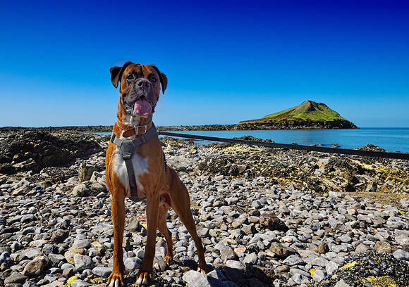 Rhossili and Worms Head April 2014-106