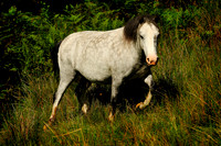 Long Mynd_2009_08_07_25_.jpg