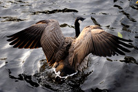 Lichfield_2009_10_31_22_.jpg