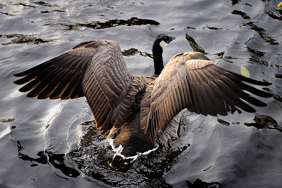 Lichfield_2009_10_31_22_.jpg